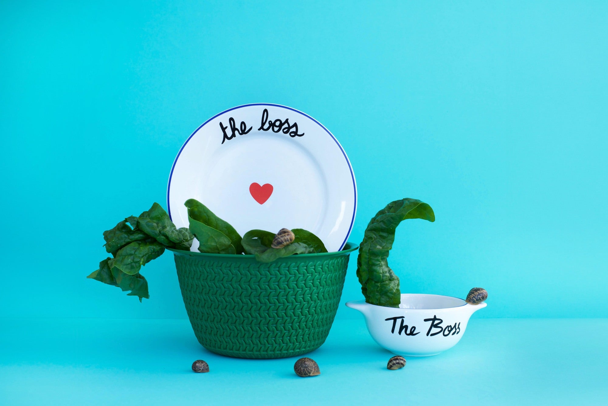 Bol Breton - The boss