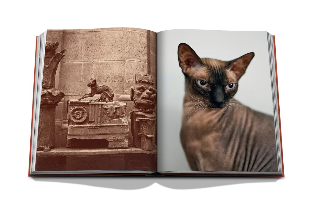 Livre Assouline - Chic cats
