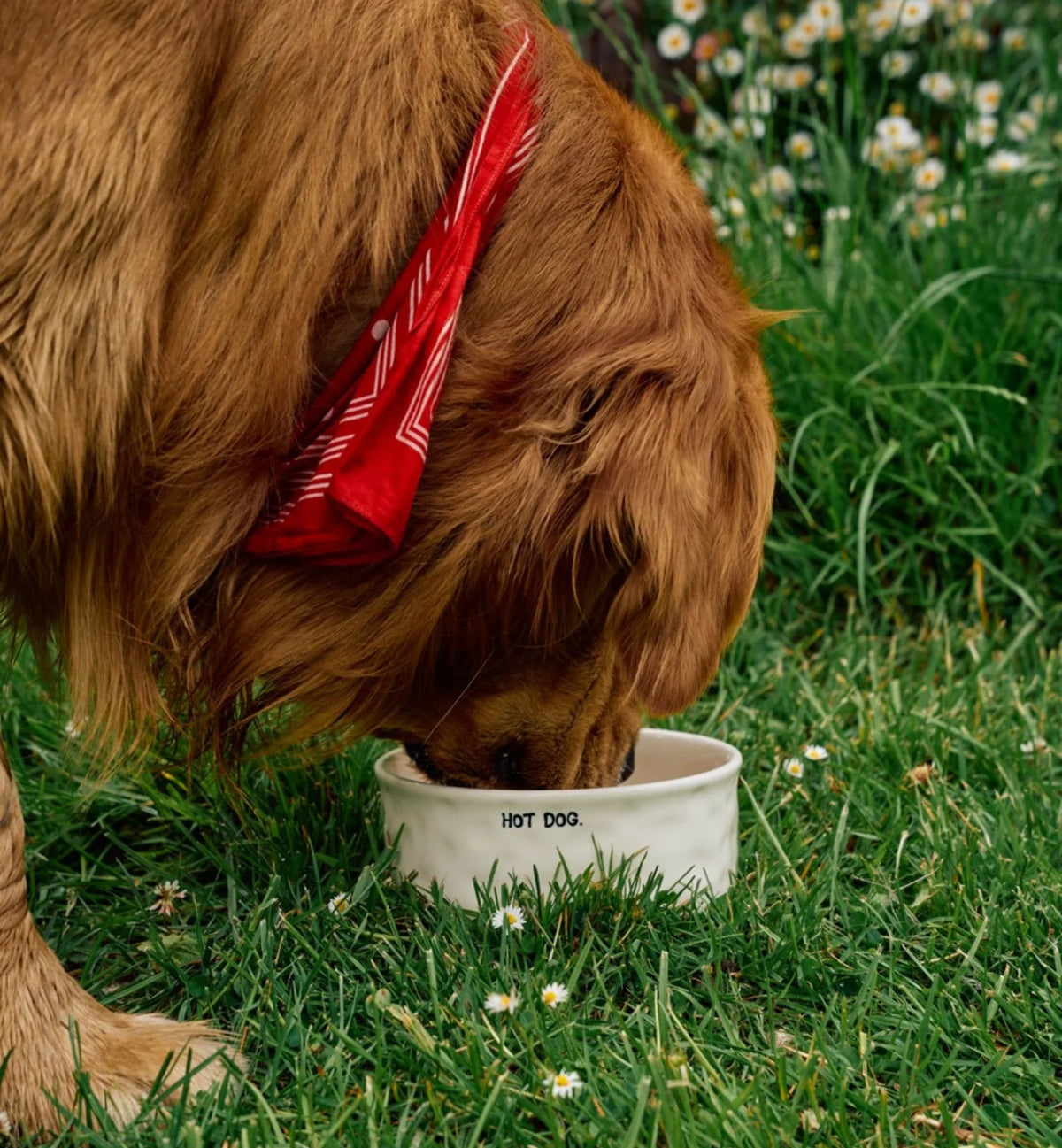 Gamelle pour chien Hot dog